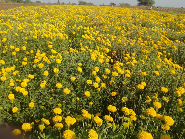 Hindi Poem by તુષાર આહીર : 111282246