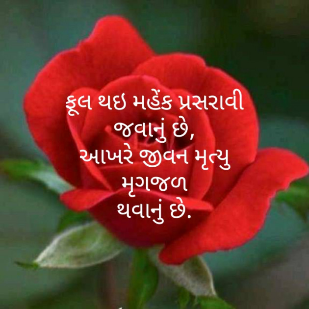 Gujarati Poem by મોહનભાઈ આનંદ : 111282271