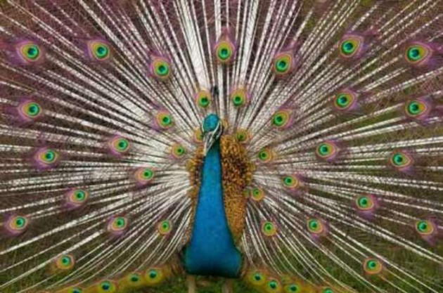 Hindi Blog by Chetan Tanna : 111299484