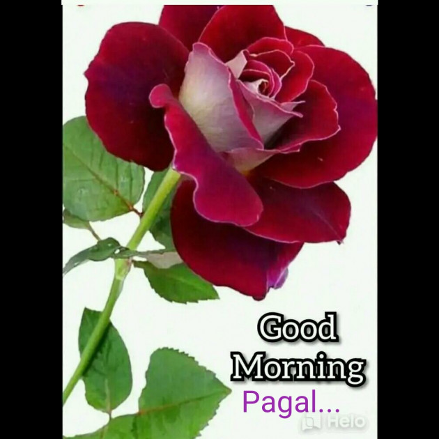 Gujarati Good Morning by Manoj Leuva : 111363911