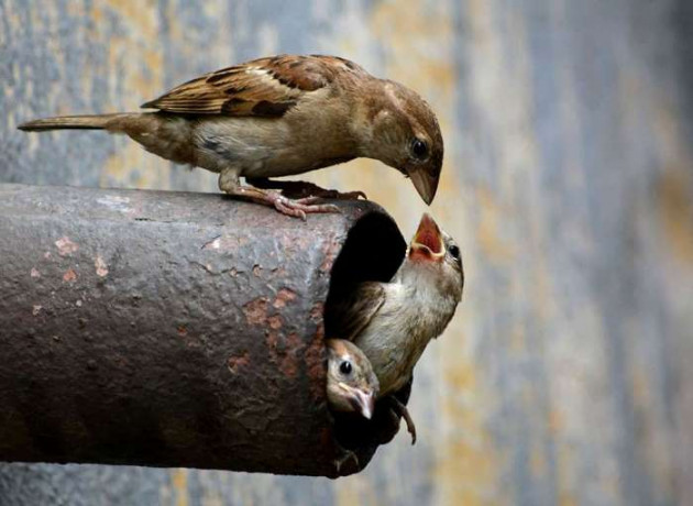 Gujarati Poem by Rinku Panchal : 111369248