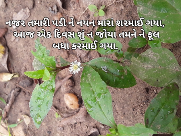 Gujarati Poem by Arzoo baraiya : 111371376