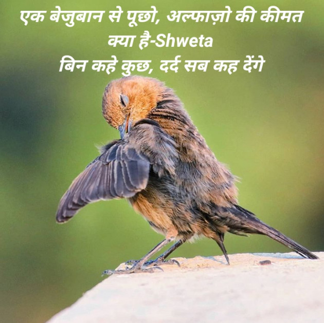Hindi Blog by Shweta Singh : 111430322