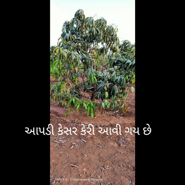 Gujarati News by Bipin Vasoya : 111431089