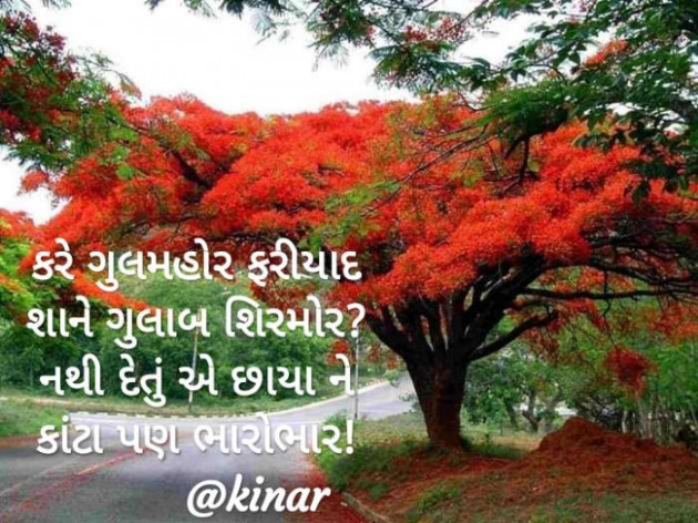 Gujarati Thought by Kinar Rana : 111436375