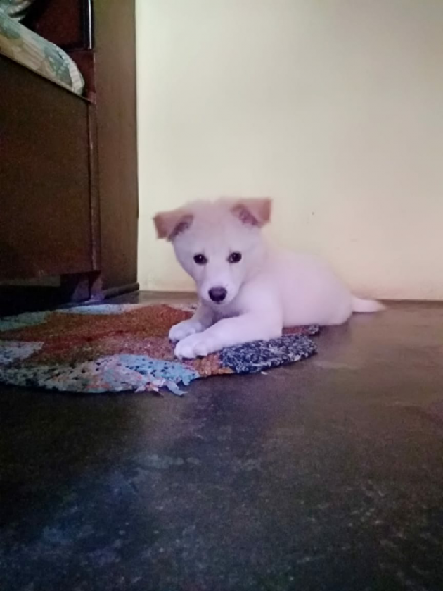 Hindi Blog by Dnehad : 111439271