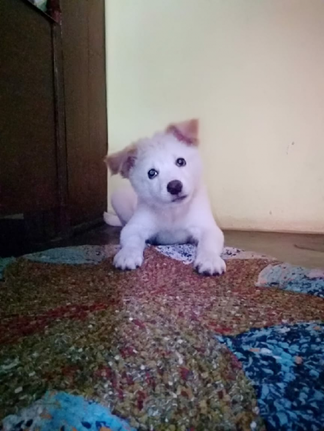 Hindi Blog by Dnehad : 111439274