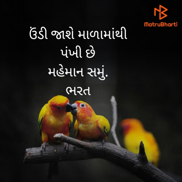 Gujarati Hiku by Bharat : 111452569