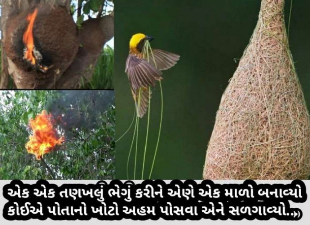 Gujarati Microfiction by Radhe Ahir : 111453418