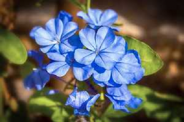Hindi Thought by Urvashi Trivedi : 111460610