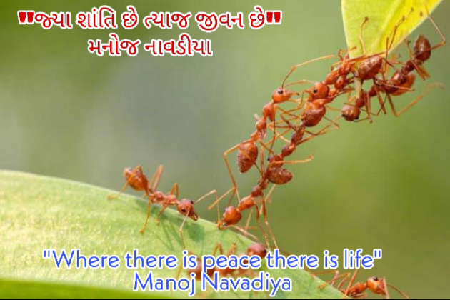 Gujarati Quotes by મનોજ નાવડીયા : 111462321