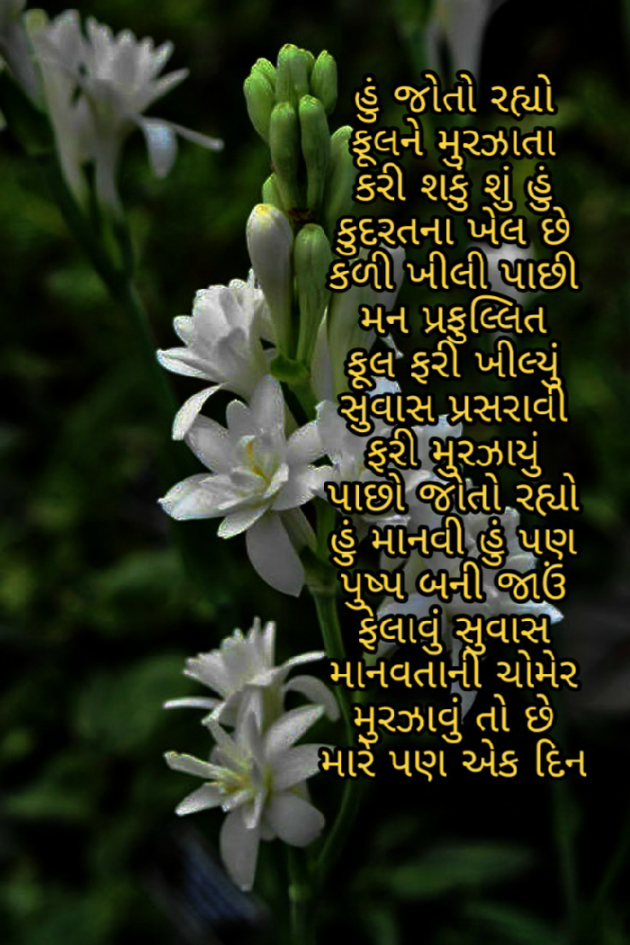 Gujarati Poem by Firdos Bamji : 111467058