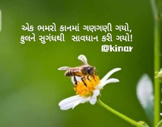 Gujarati Thought by Kinar Rana : 111476331