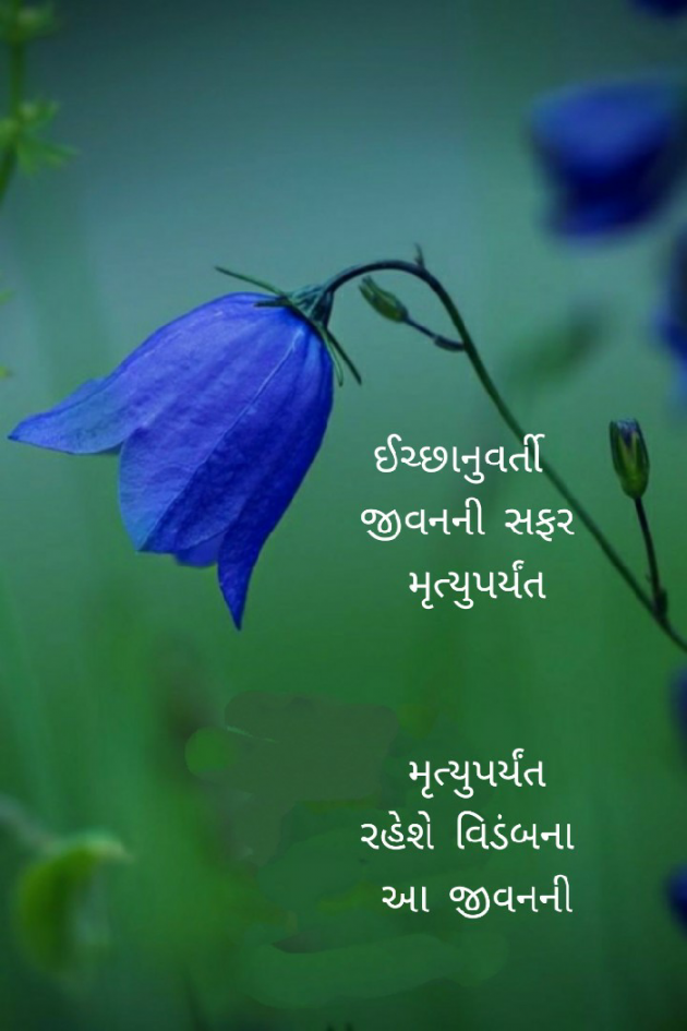 Gujarati Hiku by Firdos Bamji : 111489512