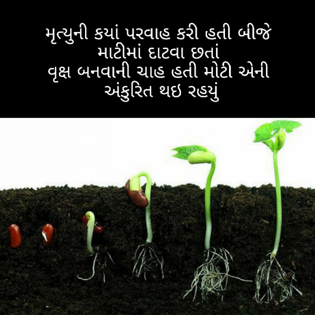 Gujarati Blog by Firdos Bamji : 111508496