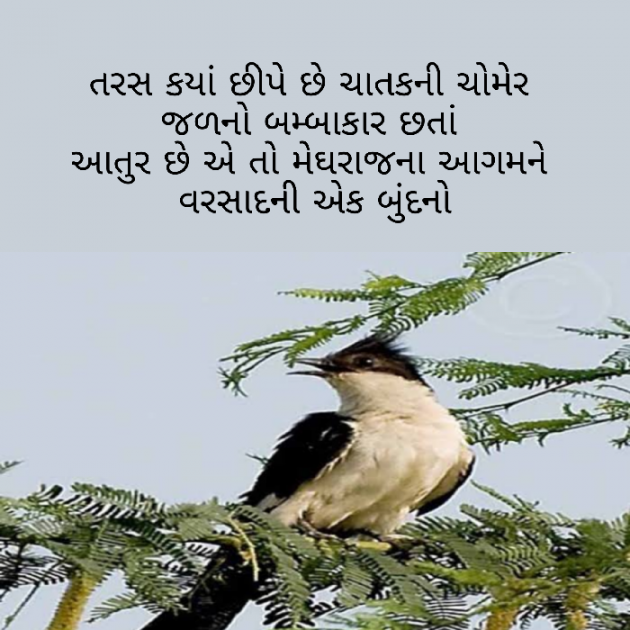 Gujarati Blog by Firdos Bamji : 111508956