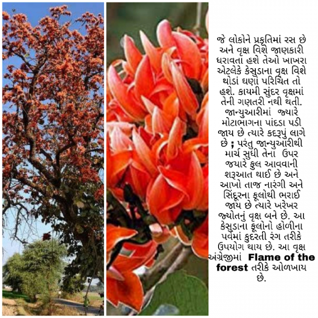 Gujarati Blog by Firdos Bamji : 111515298