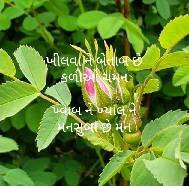 Gujarati Motivational by મોહનભાઈ આનંદ : 111517110