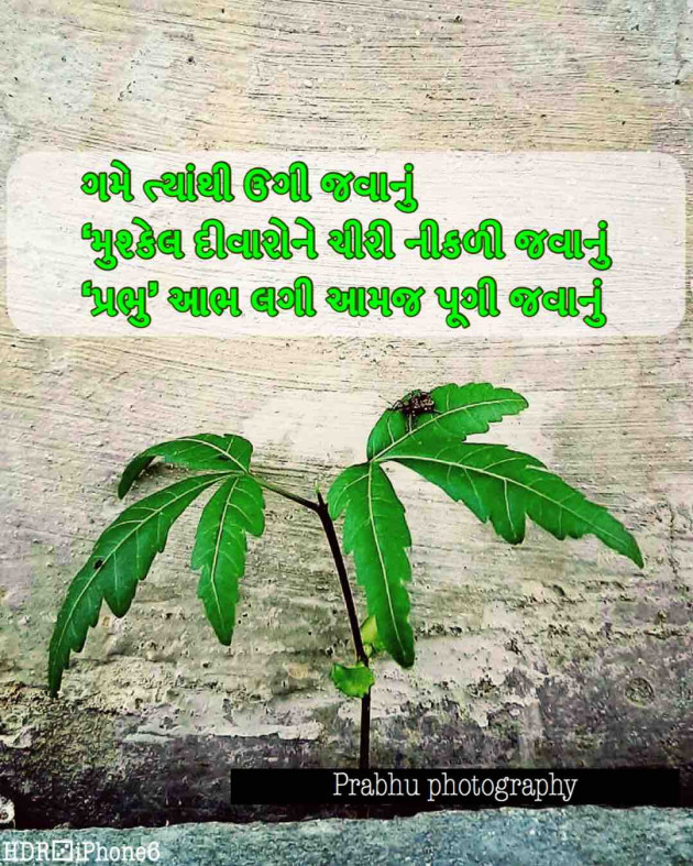 Gujarati Motivational by પ્રભુ : 111524954