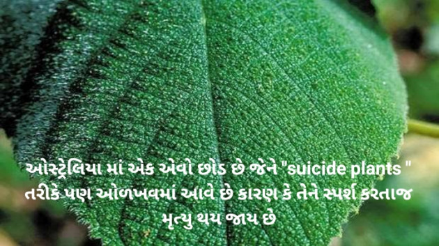 Gujarati Motivational by Prakash Ahir : 111536568