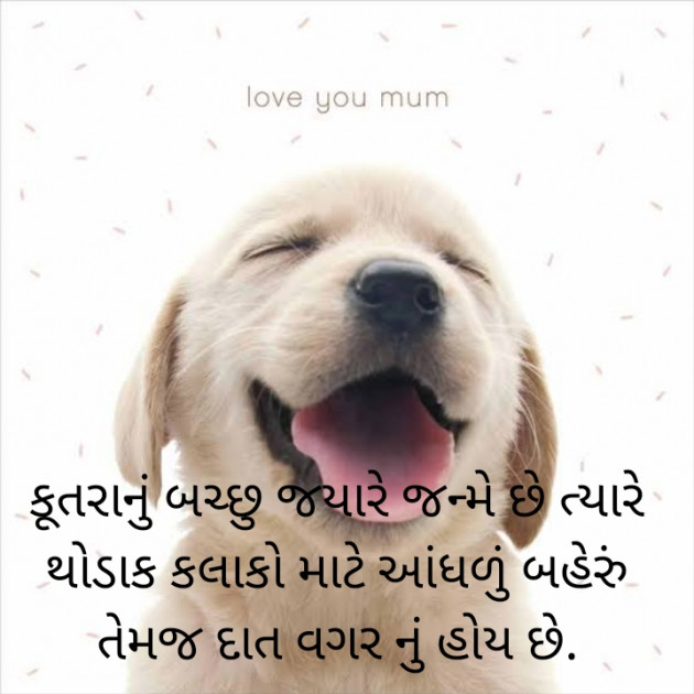 Gujarati Motivational by Prakash Ahir : 111539552