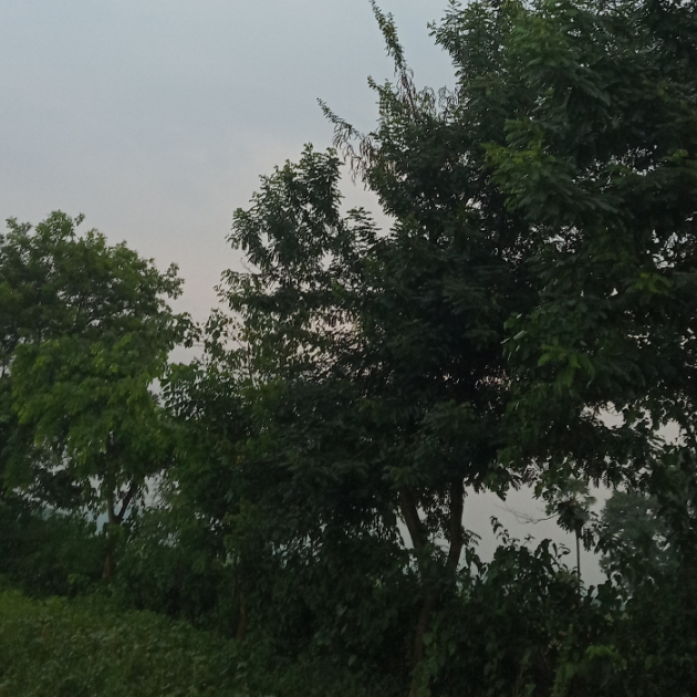 Hindi Shayri by Kalpana Sahoo : 111546810