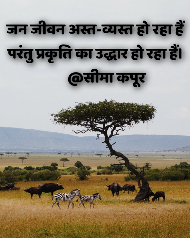 Hindi Poem by सीमा कपूर : 111554013