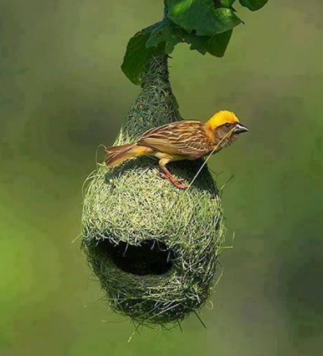 Hindi Quotes by Kaamini : 111585576