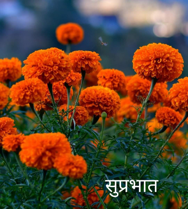 Hindi Poem by Pranava Bharti : 111661592