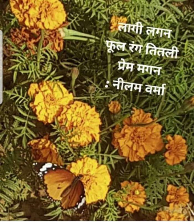 Hindi Poem by Neelam Verma : 111664666