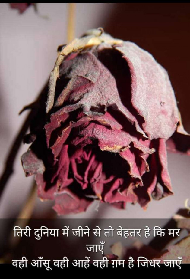 Hindi Blog by Kumar Rahman : 111666176