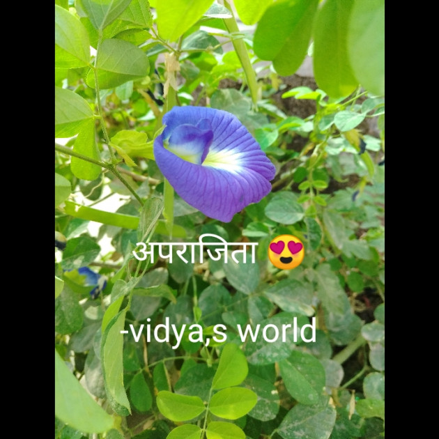 Hindi Good Evening by vidya,s world : 111666495