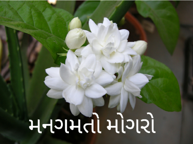 Gujarati Song by Bakul : 111680716