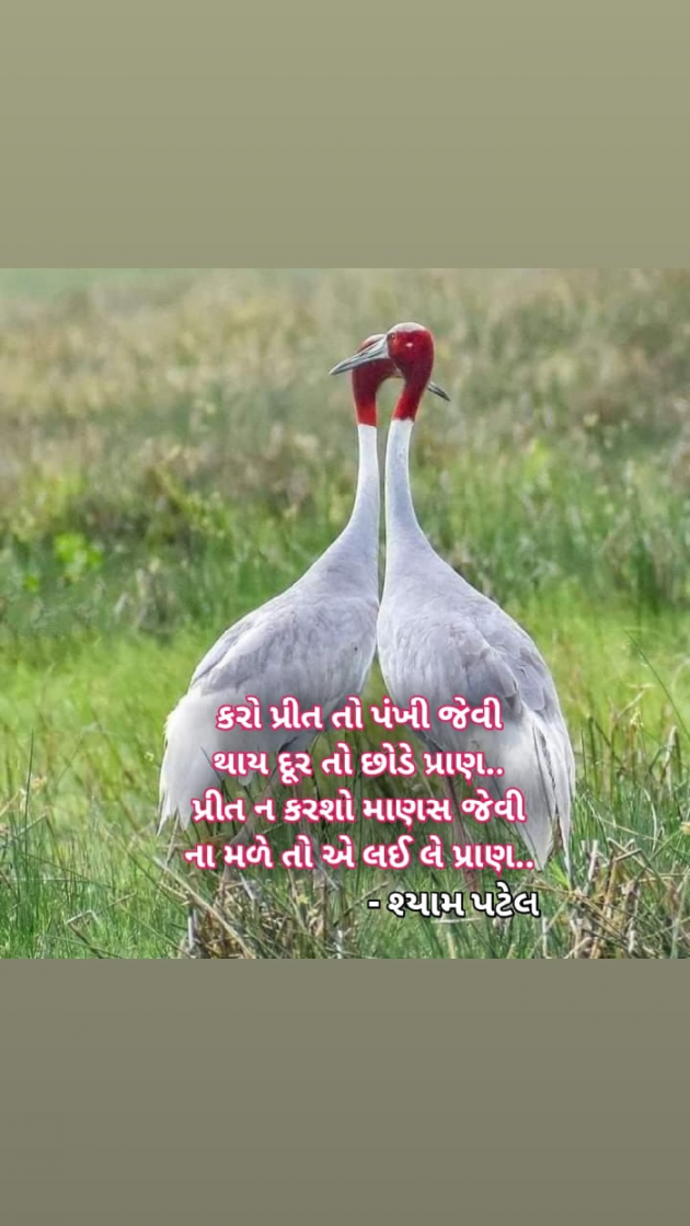 Gujarati Shayri by Shyam Patel : 111680889