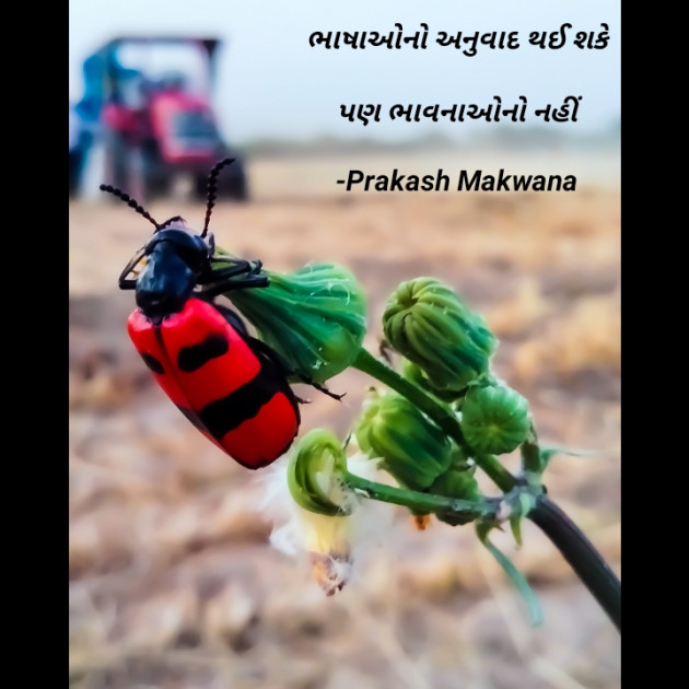 Gujarati Good Night by Prakash Makwana : 111684664