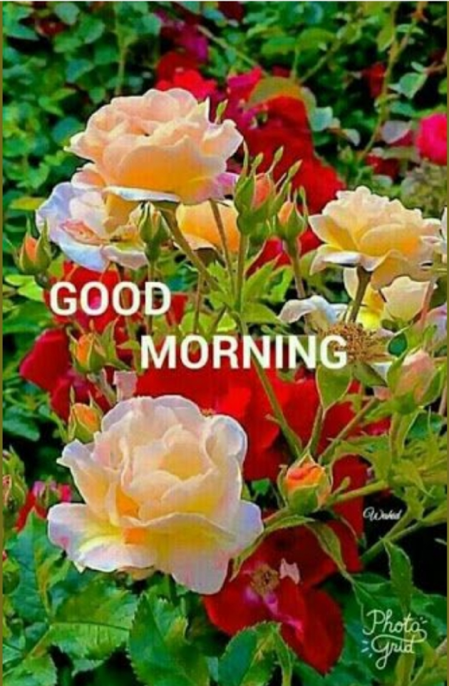 English Good Morning by Ashish9 : 111695850