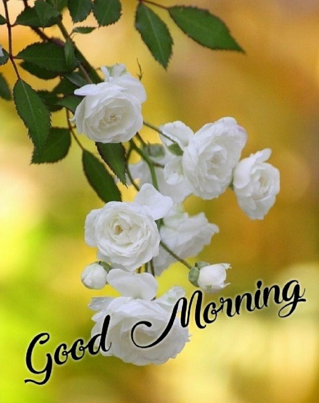 English Good Morning by Ashish9 : 111697834