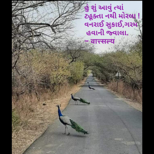Gujarati Quotes by वात्सल्य : 111701337