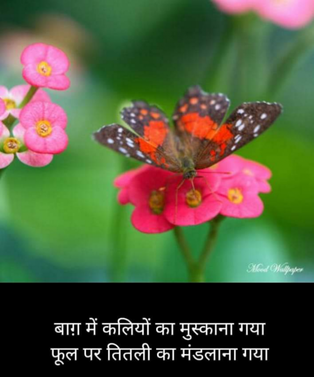 Hindi Blog by Kumar Rahman : 111704291