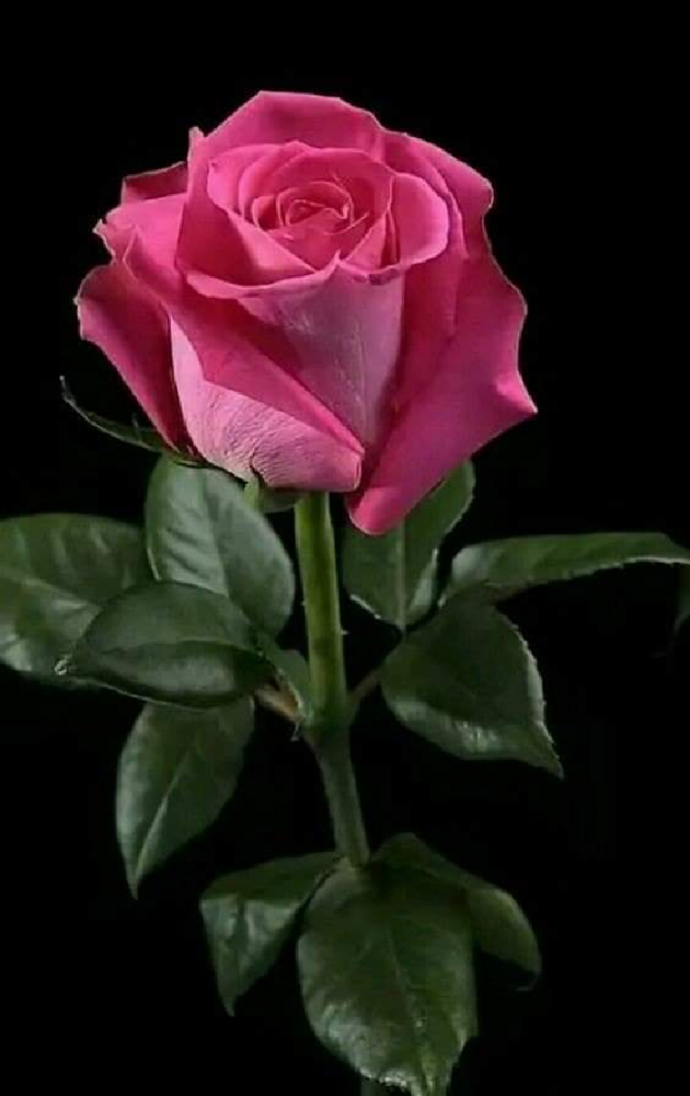 Hindi Whatsapp-Status by Tr. RAJ KHARA : 111728241