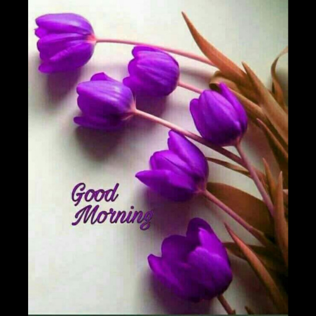 Hindi Whatsapp-Status by SYED ALEM : 111730559