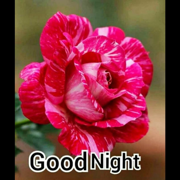 Hindi Whatsapp-Status by SYED ALEM : 111730561