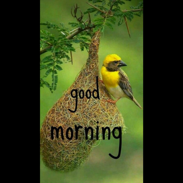 Hindi Whatsapp-Status by SYED ALEM : 111730794