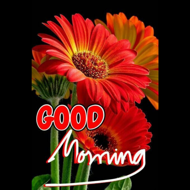 Hindi Whatsapp-Status by SYED ALEM : 111730802
