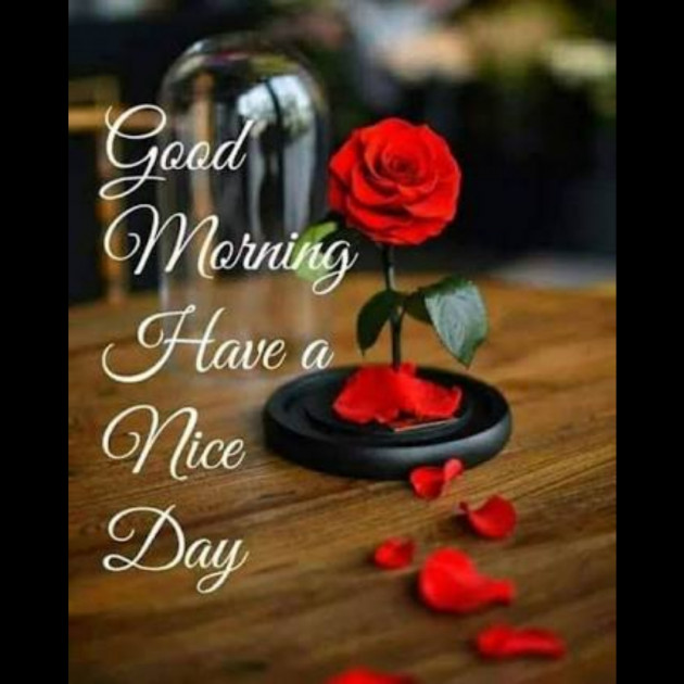 Hindi Whatsapp-Status by SYED ALEM : 111730807
