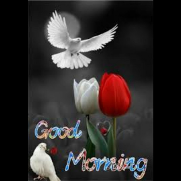 Hindi Whatsapp-Status by SYED ALEM : 111730956