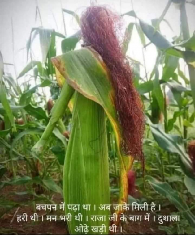 Hindi Whatsapp-Status by SUBHASH MEGHANI : 111737508