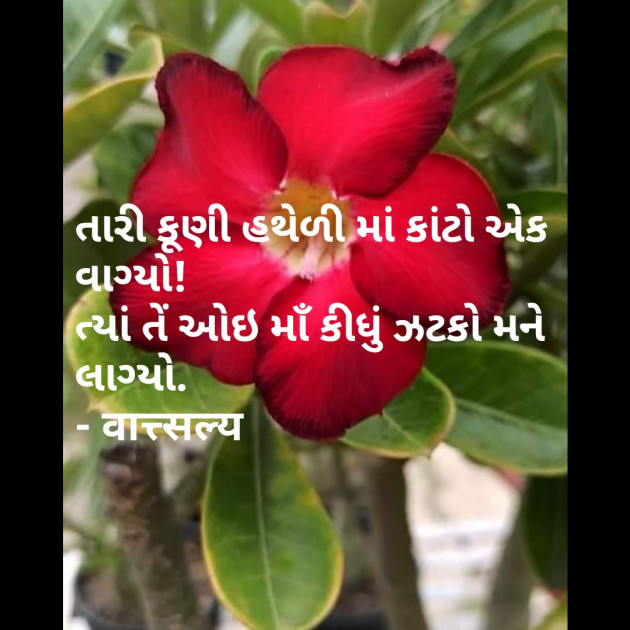 Gujarati Shayri by वात्सल्य : 111750075