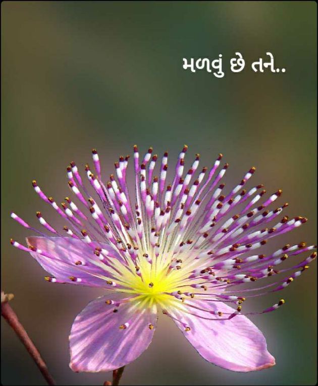 Gujarati Good Morning by Yaad Hamesha : 111758106