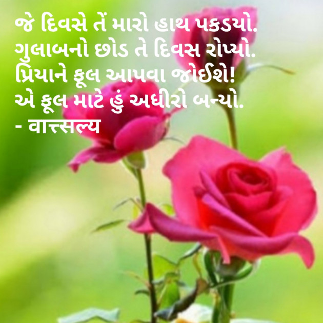 Gujarati Shayri by वात्सल्य : 111779427